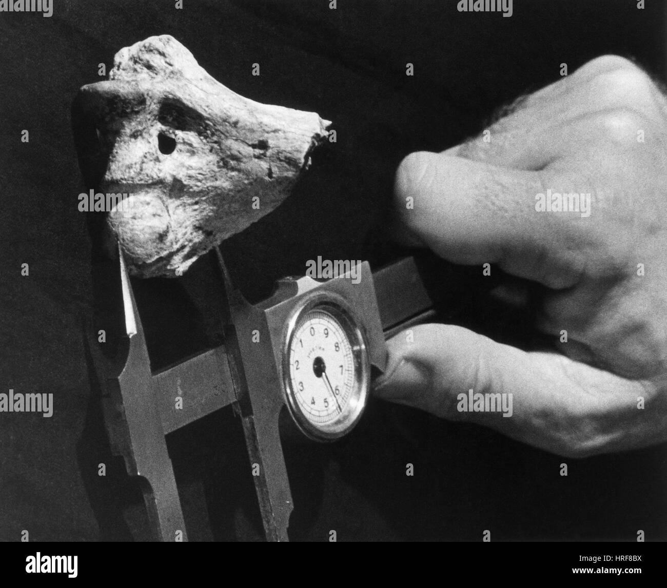Dinosaurier-Knochen gemessen wird Stockfoto