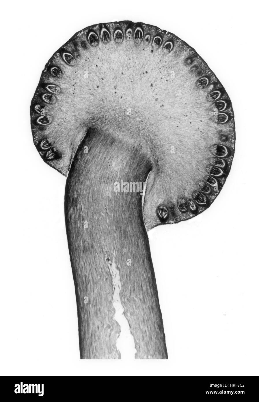 Stoma Claviceps purpurea Stockfoto