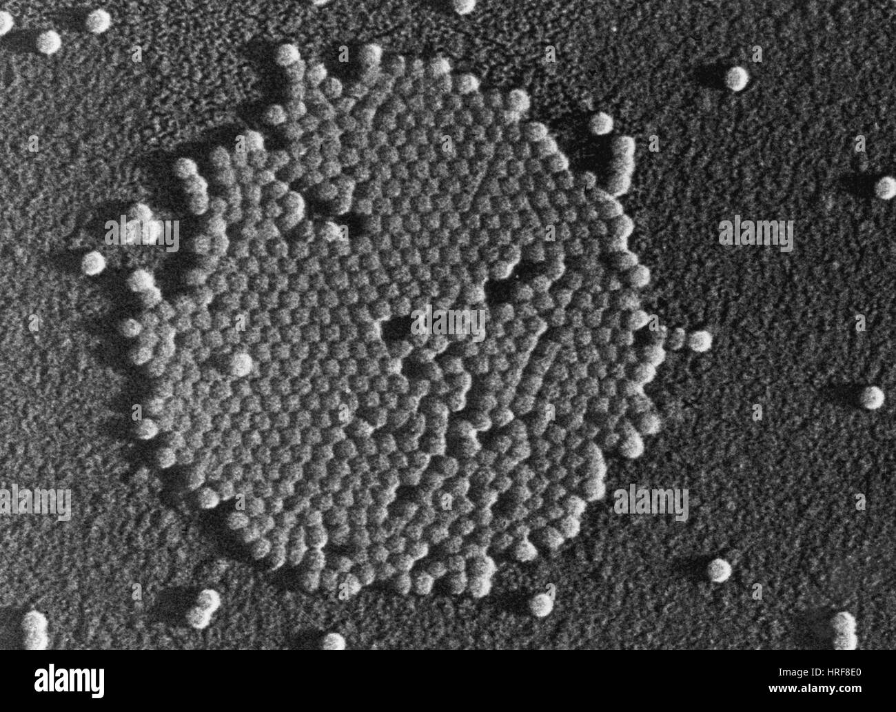 Polio-Virus, TEM Stockfoto