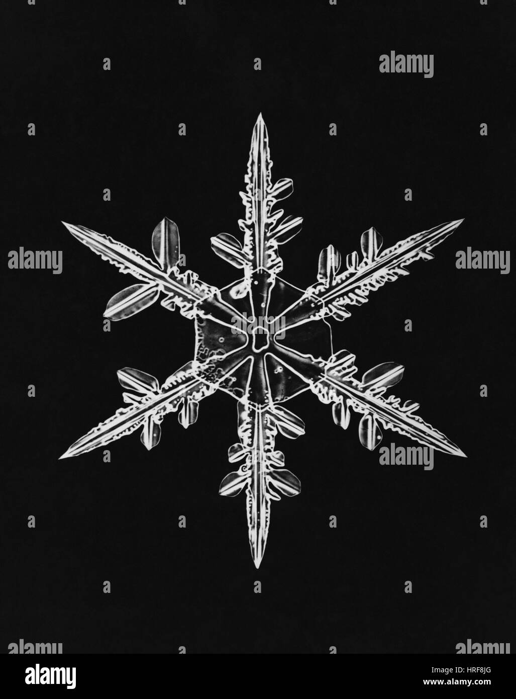 Schneeflocke Stockfoto