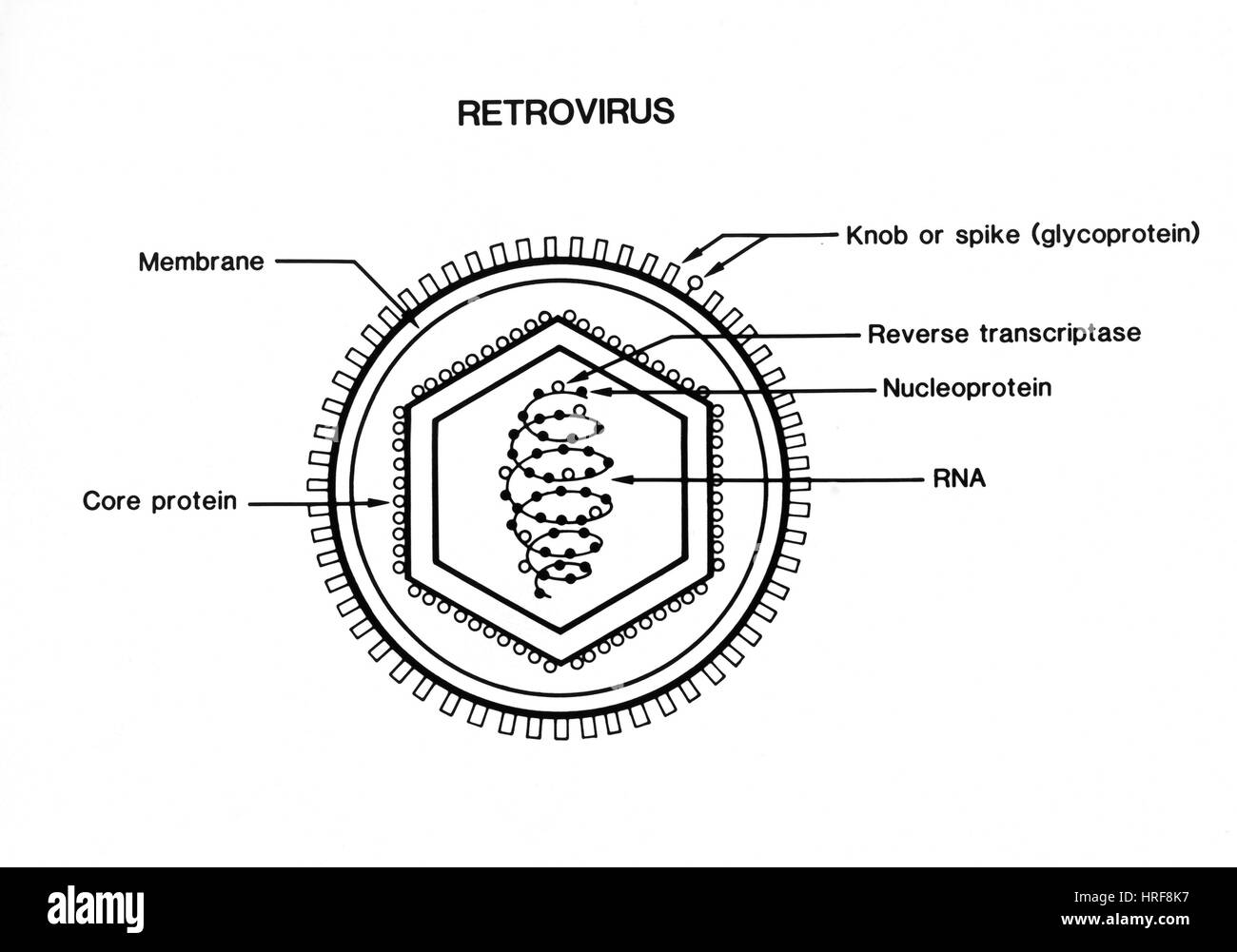 Retrovirus Stockfoto