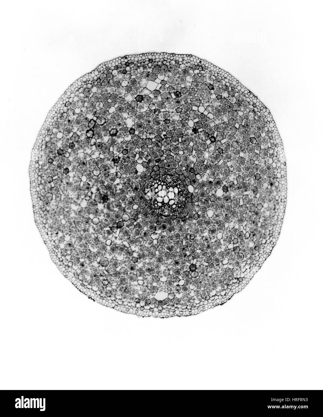 Ranunculus Wurzel, LM Stockfoto