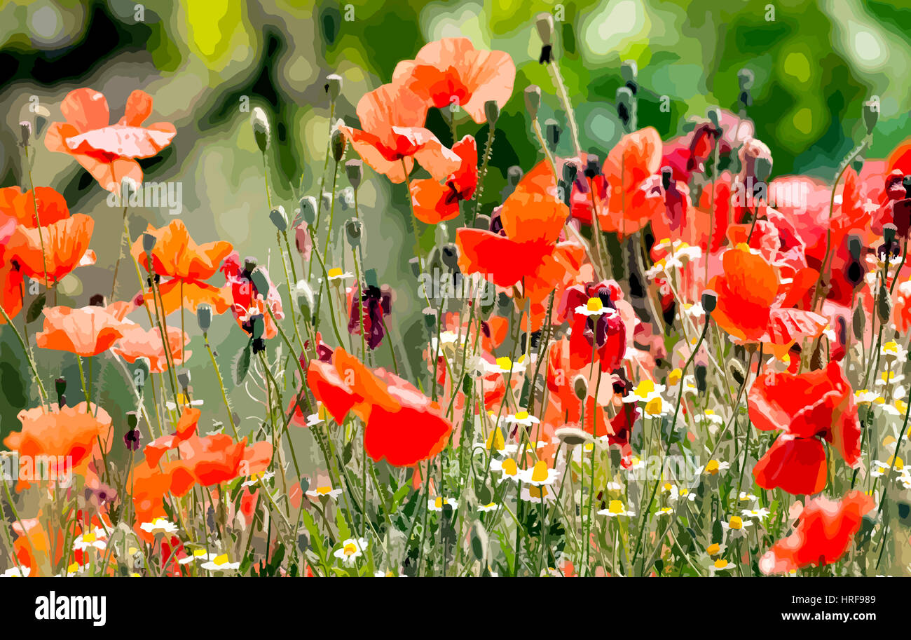 Farbigen Illustration von Mohn in Aquarelle Stockfoto