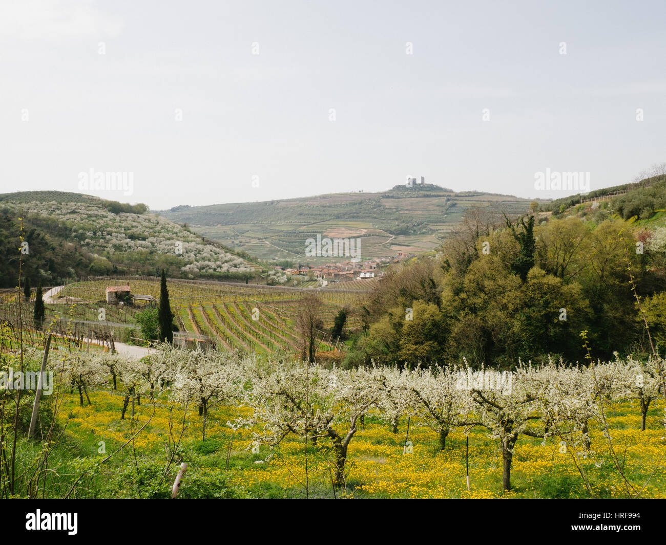 OLYMPUS DIGITALKAMERA Stockfoto