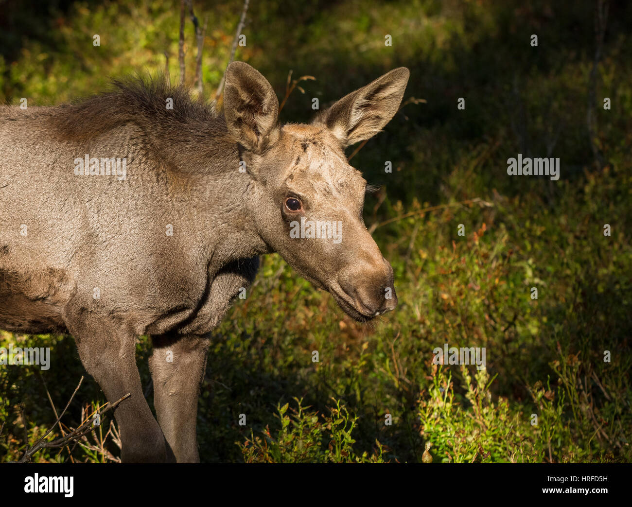 Elch oder Europäischen Elch, Alces Alces, junges Kalb mit grünen Heidelbeere Hintergrund, dieses Kalb lebt in Elgtun, einem norwegischen Elche Park in Setesdal Norwegen. Stockfoto