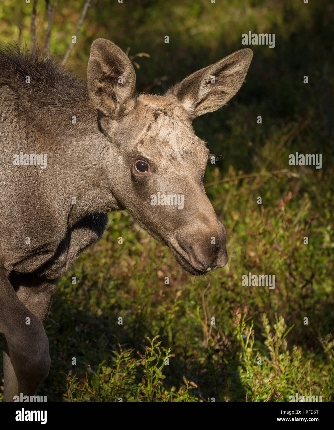 Elch oder Europäischen Elch, Alces Alces, junges Kalb mit grünen Heidelbeere Hintergrund, dieses Kalb lebt in Elgtun, einem norwegischen Elche Park in Setesdal Norwegen. Stockfoto
