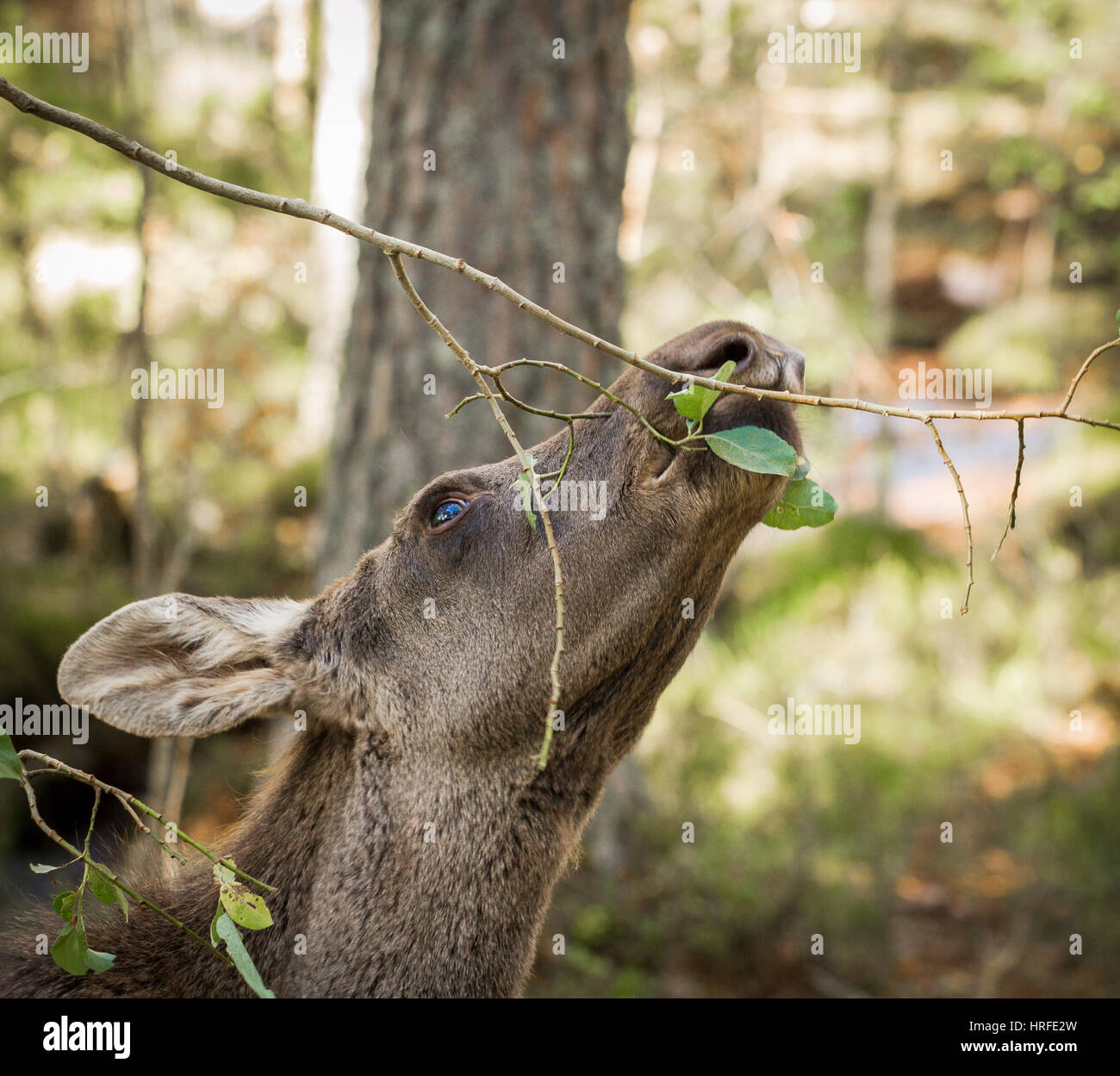 Elch oder Europäischen Elch, Alces Alces, junges Kalb Essen Blatt mit grünem Wald Hintergrund, dieses Kalb lebt in Elgtun, einem norwegischen Elche Park in Setesda Stockfoto