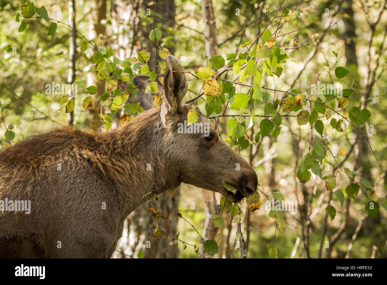 Elch oder Europäischen Elch, Alces Alces, junges Kalb mit grünen Blätter Wald Hintergrund, dieses Kalb lebt in Elgtun, einem norwegischen Elche Park in Setesdal Norwa Stockfoto