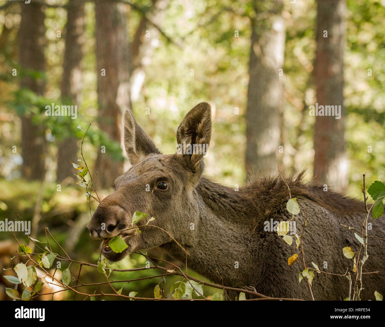 Elch oder Europäischen Elch, Alces Alces, junges Kalb Essen Blatt mit grünem Wald Hintergrund, dieses Kalb lebt in Elgtun, einem norwegischen Elche Park in Setesda Stockfoto