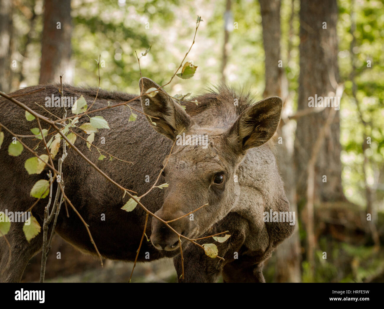 Elch oder Europäischen Elch, Alces Alces, junges Kalb Essen Blatt mit grünem Wald Hintergrund, dieses Kalb lebt in Elgtun, einem norwegischen Elche Park in Setesda Stockfoto