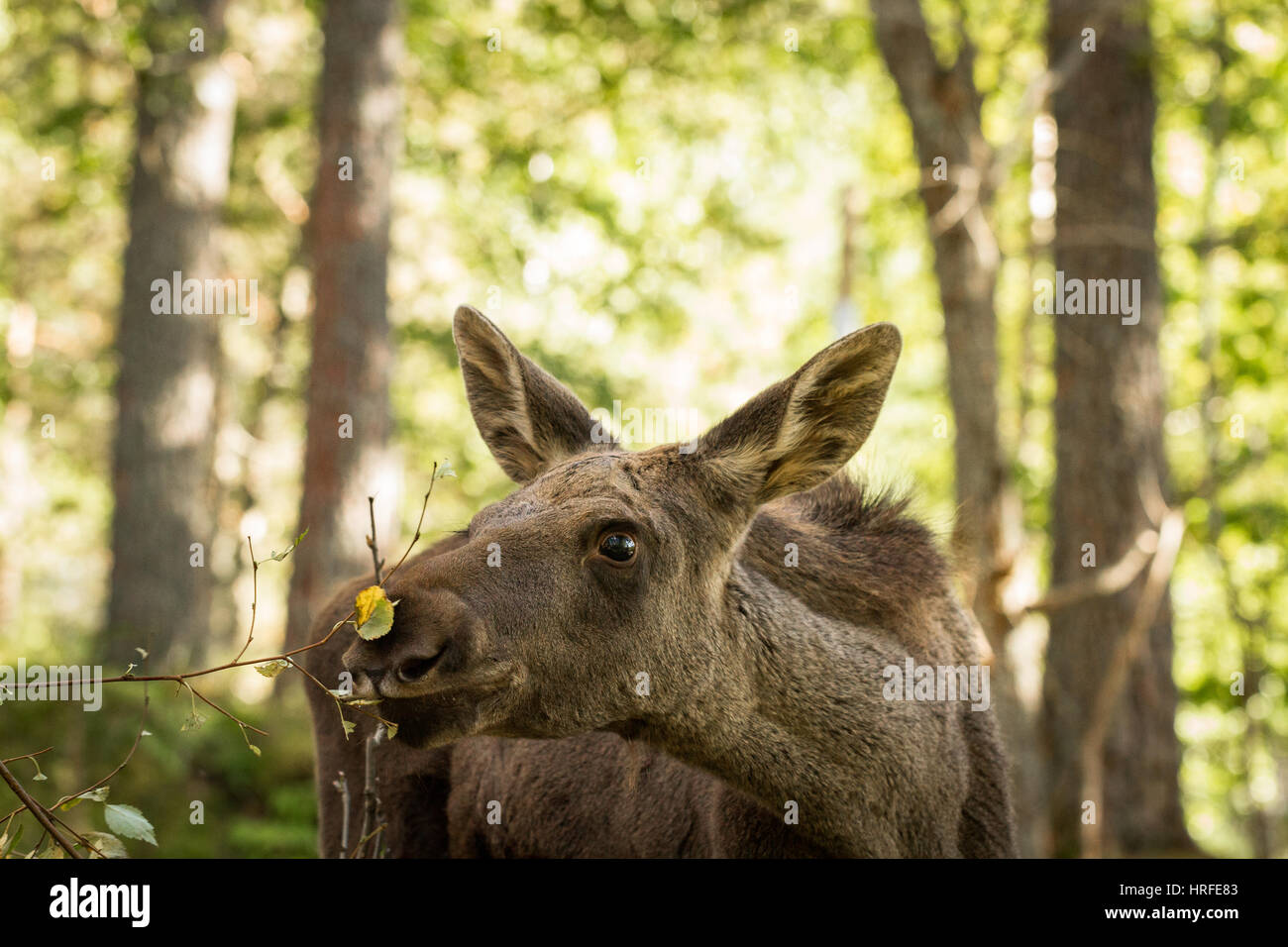 Elch oder Europäischen Elch, Alces Alces, junges Kalb Essen Blatt mit grünem Wald Hintergrund, dieses Kalb lebt in Elgtun, einem norwegischen Elche Park in Setesda Stockfoto