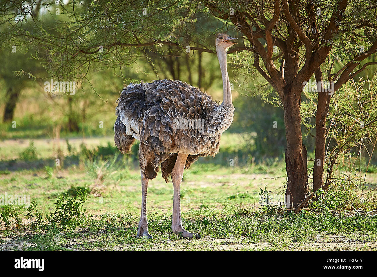 Weibliche verputzt posiert Strauß Stockfoto