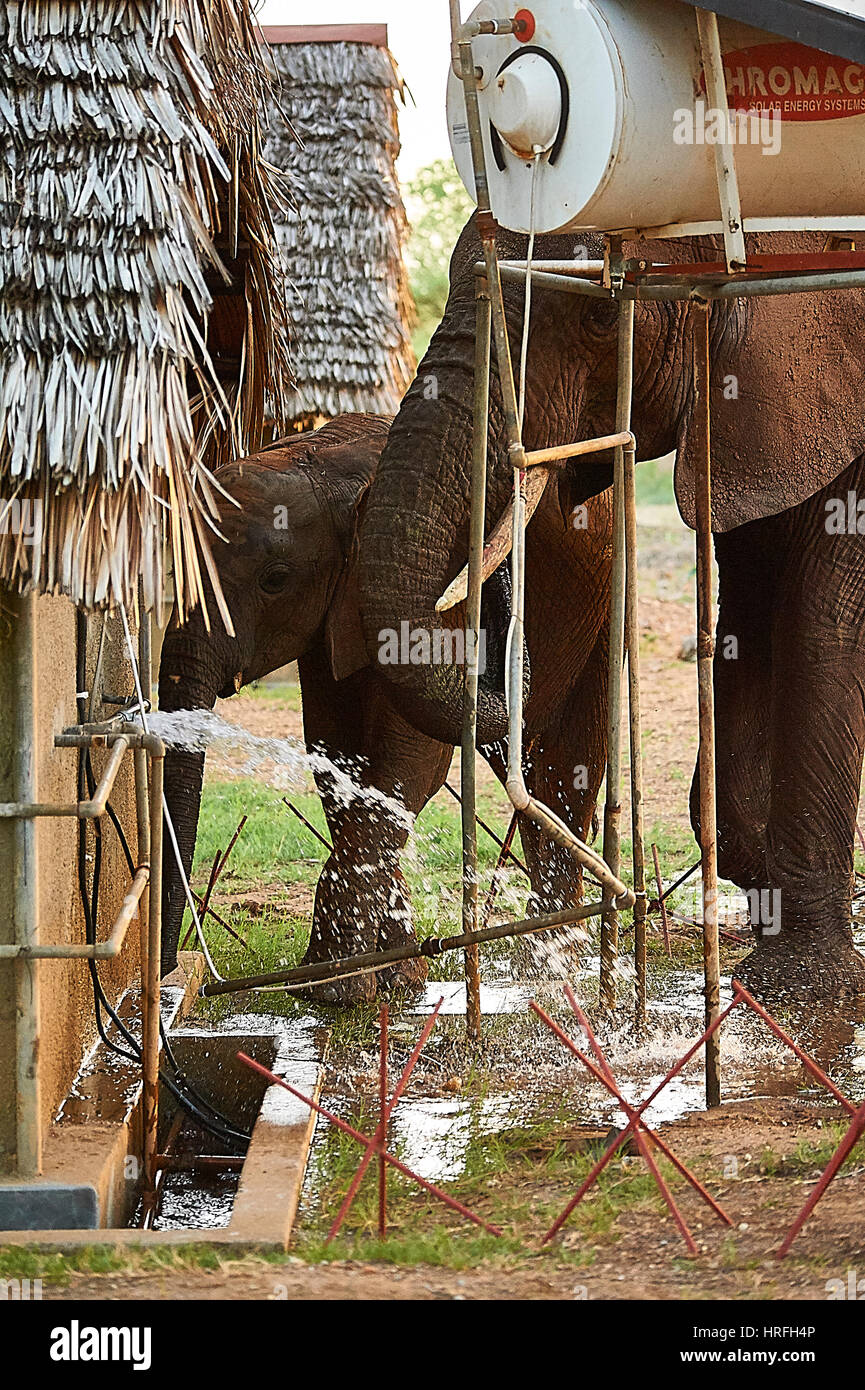 Elefanten riss eine Wasserleitung Zugang zu frischem Wasser (Tarangire Safari Lodge, Tansania) Stockfoto