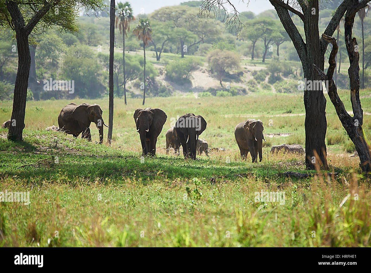 Elefanten roaming Tarangire River Valley (Tansania) auf der Suche nach Nahrung und Wasser Stockfoto