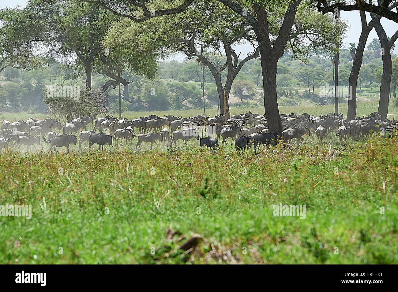 Kleine Gruppen von Gnus und Zebras, die Migration im Tarangire-Nationalpark (Tansania) Stockfoto