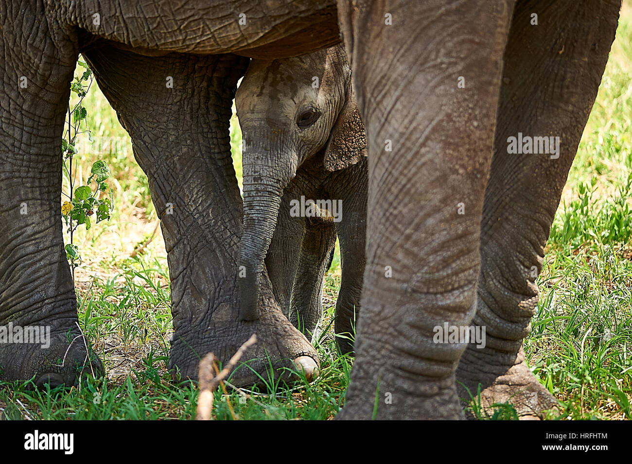 Neugierige Elefant Kalb entdecken die Welt unter dem Schutz seiner Mutter Stockfoto