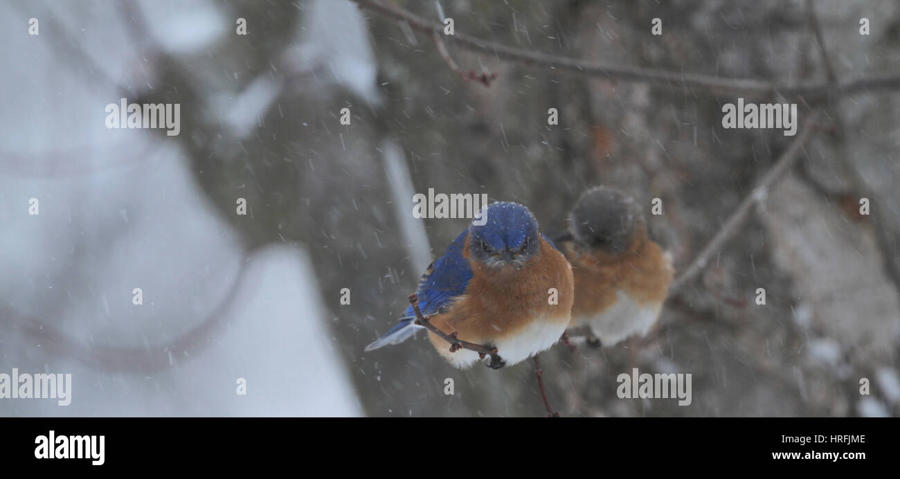 Ein paar der östlichen Bluebirds (Sialia Sialis) einen Schneesturm trotzen Stockfoto