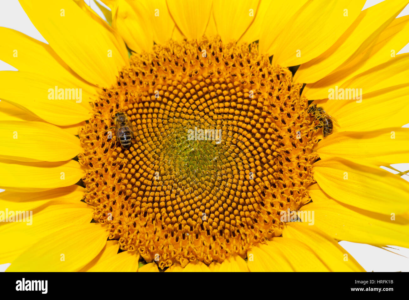Honigbienen auf Sonnenblume. Blüte der Sonnenblume Nahaufnahme, natürlichen Hintergrund. Stockfoto