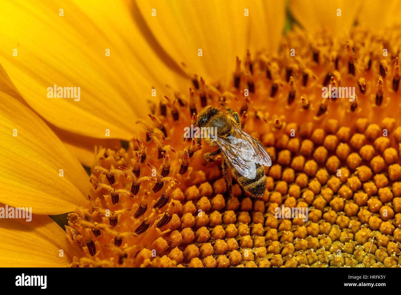 Biene auf Sonnenblume. Blüte der Sonnenblume Nahaufnahme, natürlichen Hintergrund. Stockfoto
