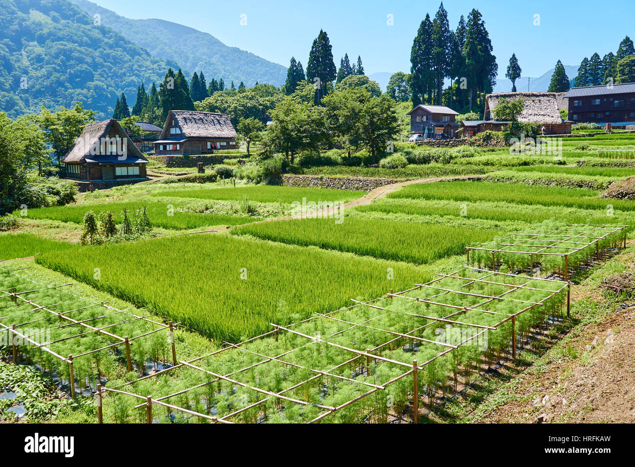 Ainokura in den japanischen Bergen - Reisfelder und einem alten Gassho Stil Bauernhof Dorfhäuser Stockfoto