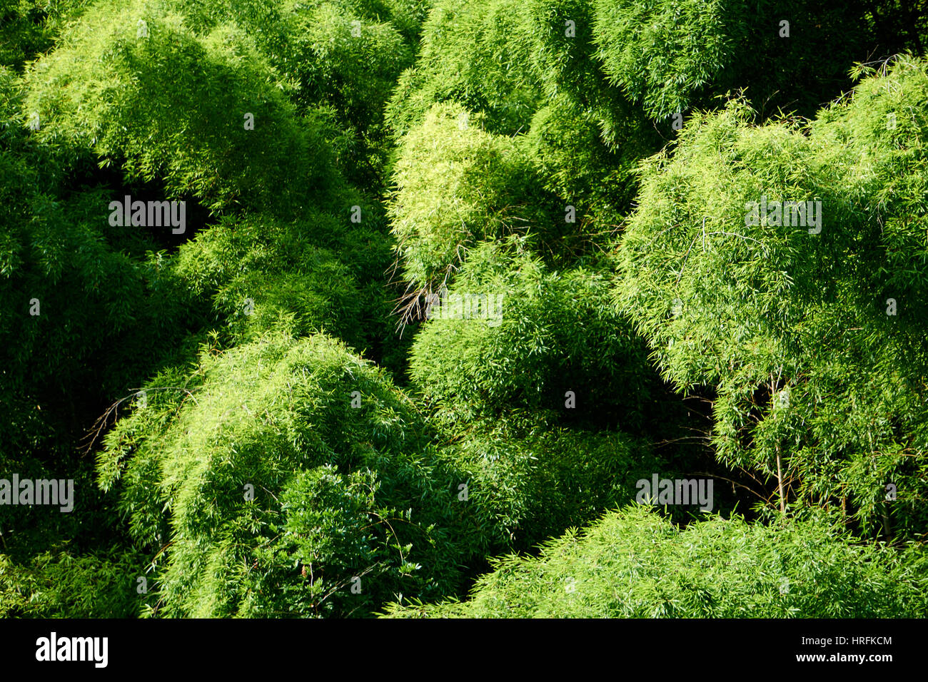 Bambus-Wald in den japanischen Alpen entlang der Nakasendo Trail - Ansicht von oben das frische Grün der Bäume Stockfoto