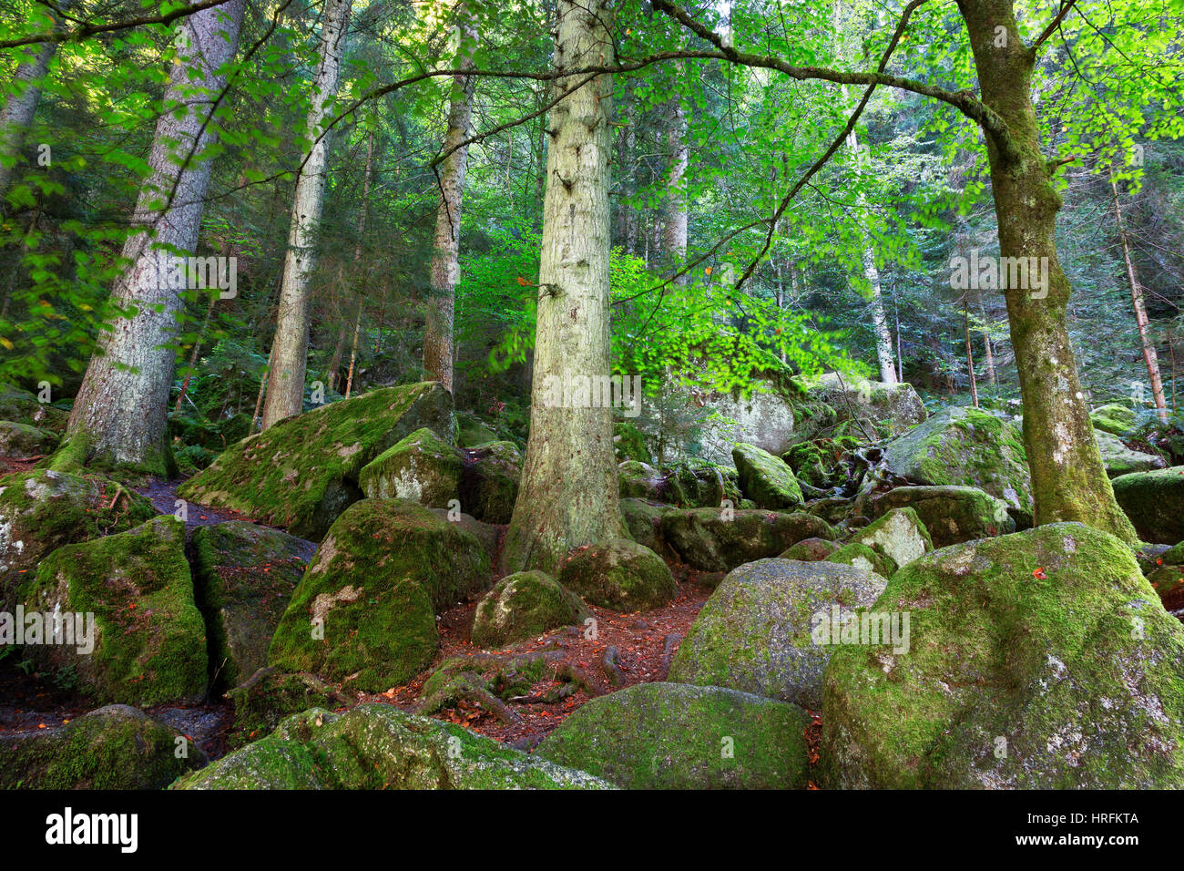 Moos bedeckten Felsen und Bäume, Schwarzwald, Deutschland Stockfoto