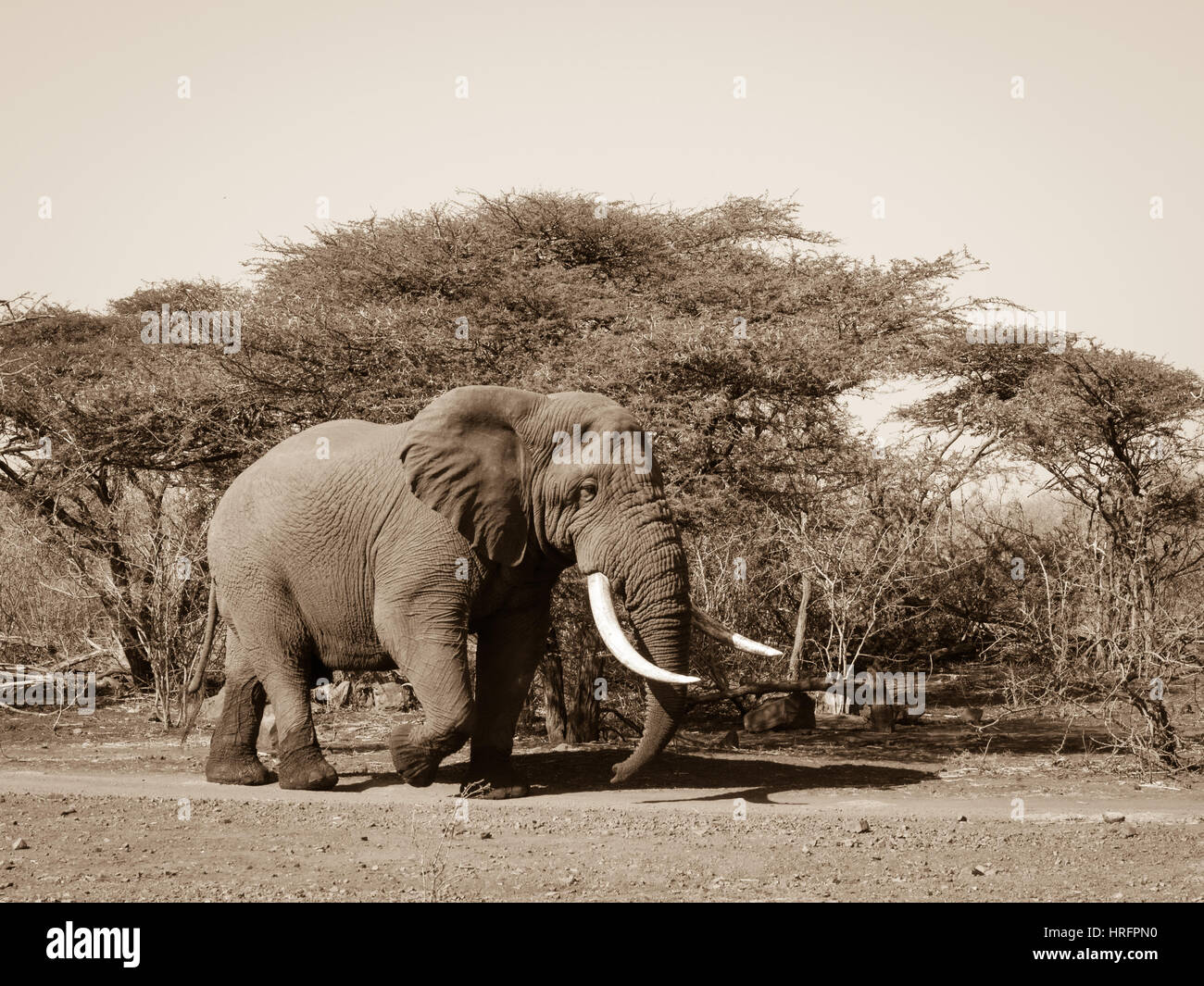 Afrikanischer Elefant (Loxodonta Africana) Wandern Stockfoto