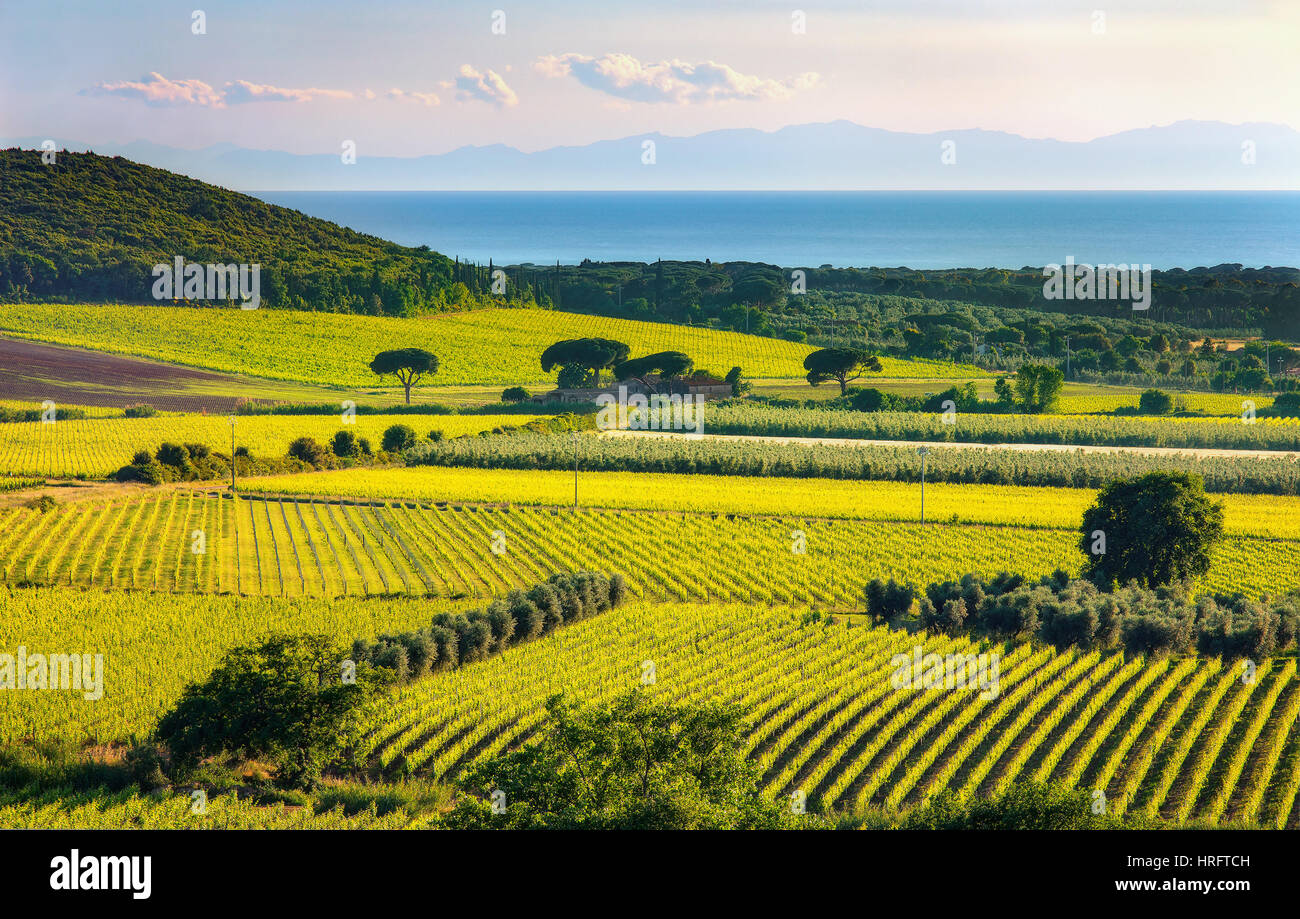 Bolgheri und Castagneto Weinberg und die Insel Elba auf Hintergrund. Maremma Toskana, Italien, Europa. Stockfoto
