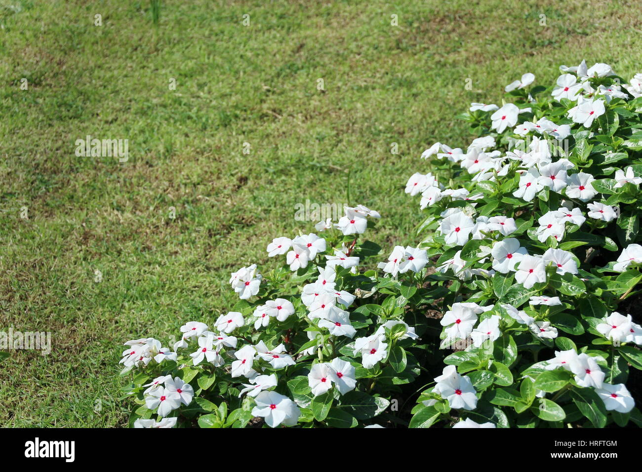 Weiße Immergrün Blüte im Garten Stockfoto