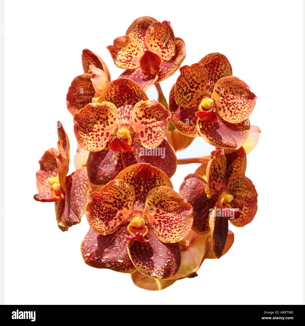 Thai Orchid, Isolated on White Background Stockfoto