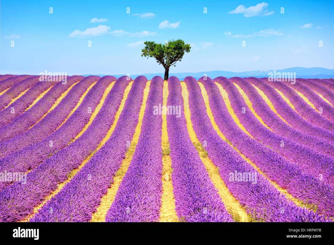 Lavendel Blumen blühen Feld und einem einsamen Baum bergauf. Valensole, Provence, Frankreich, Europa. Stockfoto