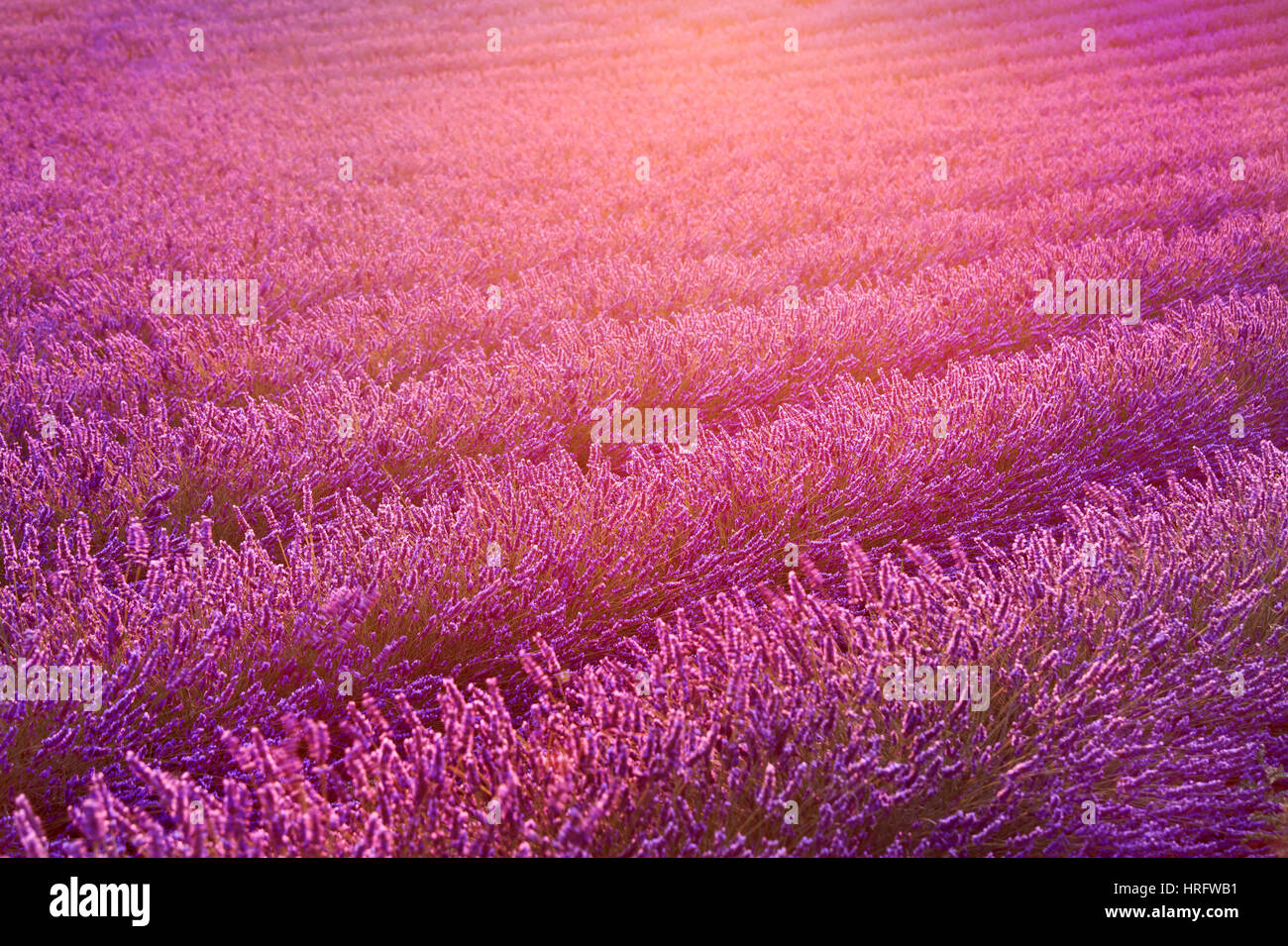 Lavendel-Feld und Strahl des Lichts auf den Sonnenuntergang. Provence, Frankreich Europa Stockfoto