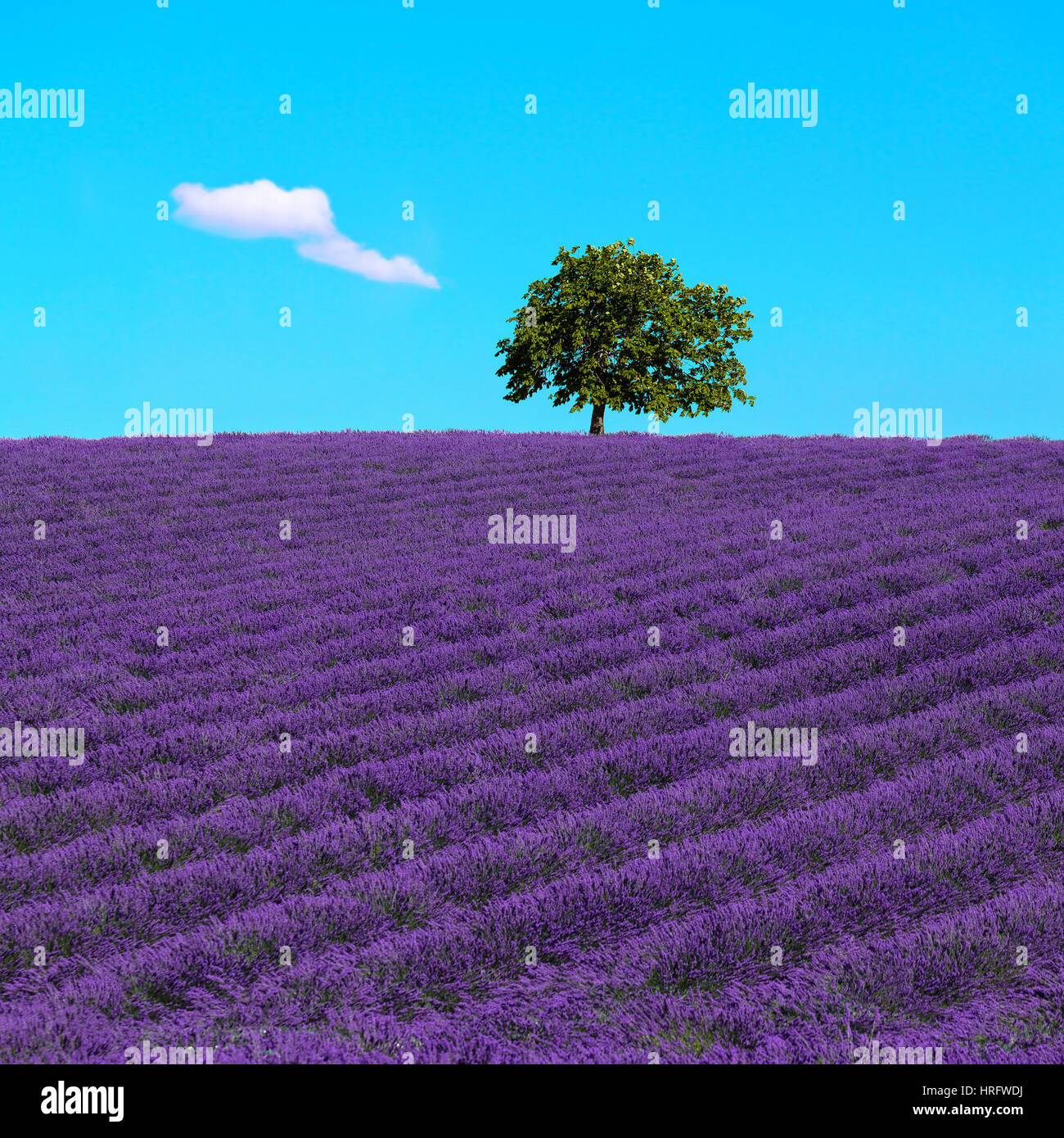 Lavendel Blumen blühen Feld und einem einsamen Baum bergauf. Valensole, Provence, Frankreich, Europa. Stockfoto