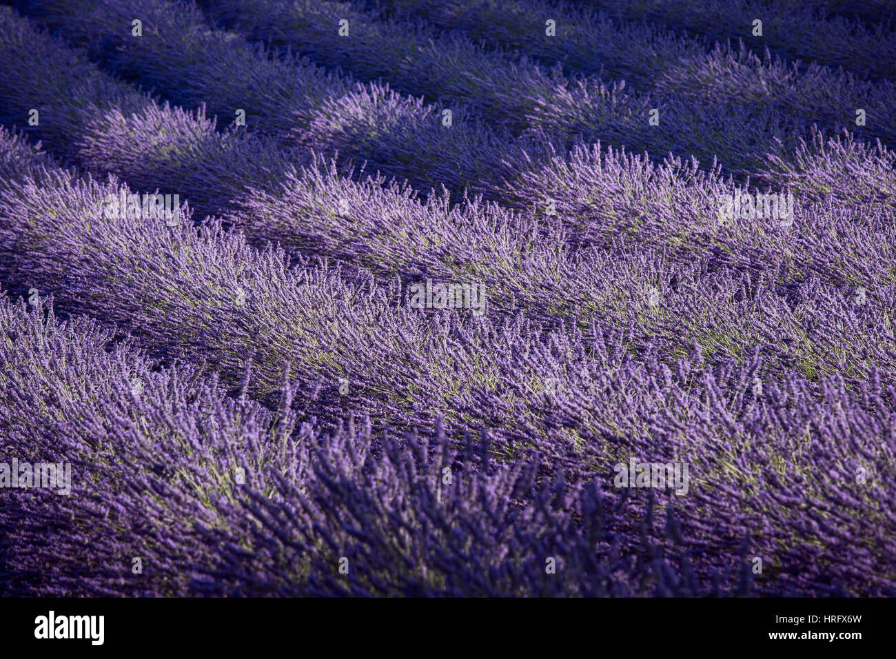 Lavendel-Feld und Lichtstrahl. Provence, Frankreich Europa Stockfoto
