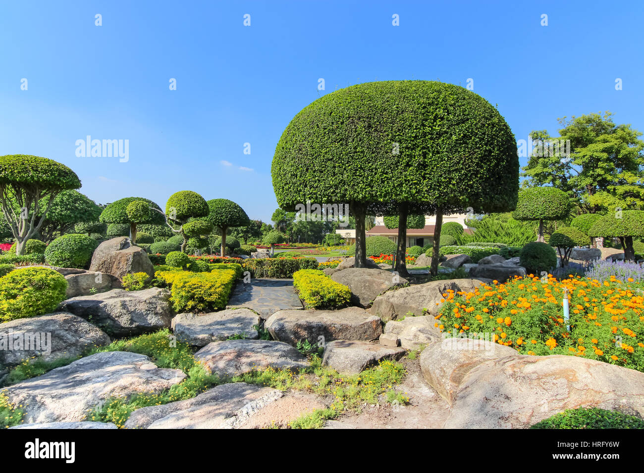 Zwerg baum Fotos und Bildmaterial in hoher Auflösung Alamy