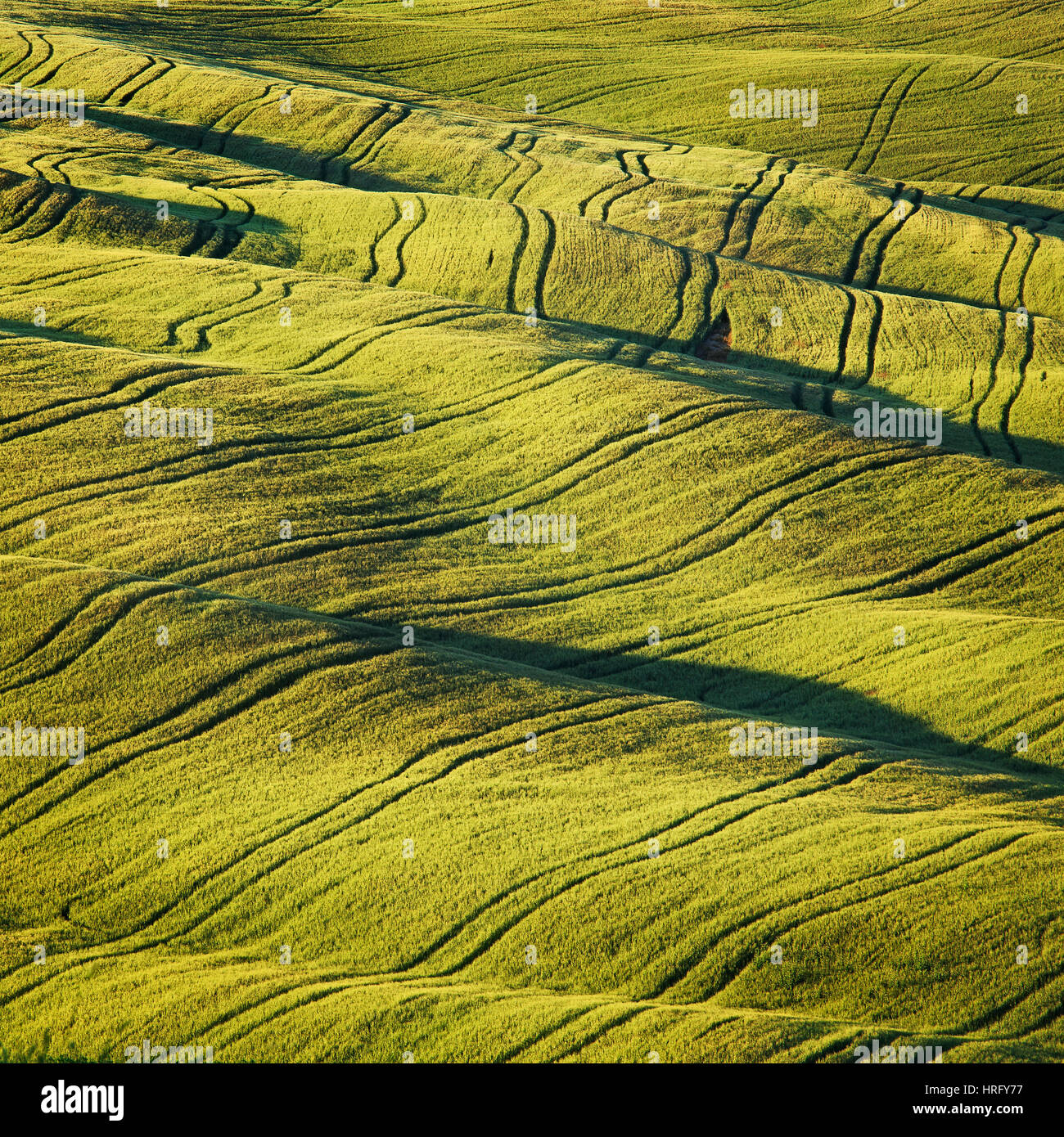 Weizen Feld und Tracks Textur abstrakt auf Sonnenuntergang im Sommer. Rollende Toskana, Italien Stockfoto