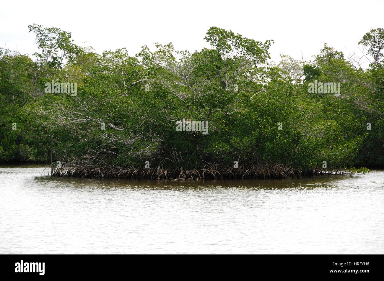 Ding Darling Park auf Sanibel Island in Florida Stockfoto