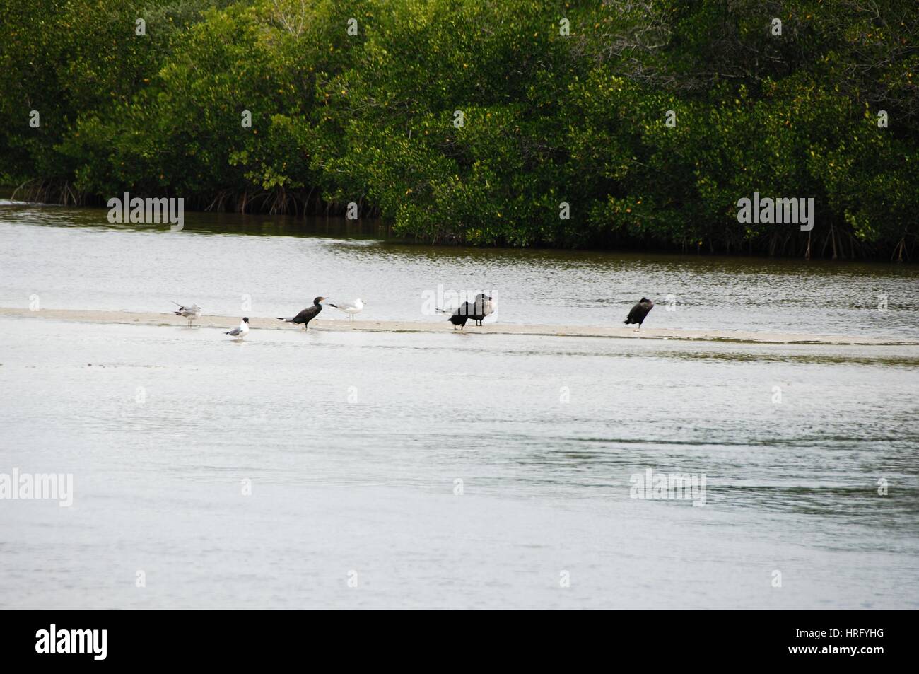 Ding Darling Park auf Sanibel Island in Florida Stockfoto
