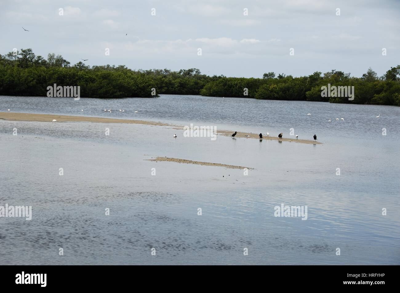Ding Darling Park auf Sanibel Island in Florida Stockfoto