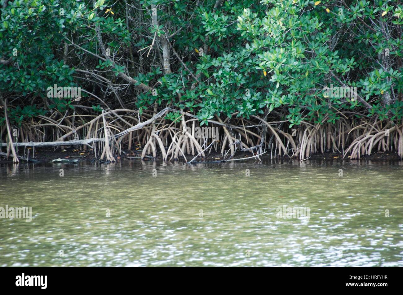 Ding Darling Park auf Sanibel Island in Florida Stockfoto