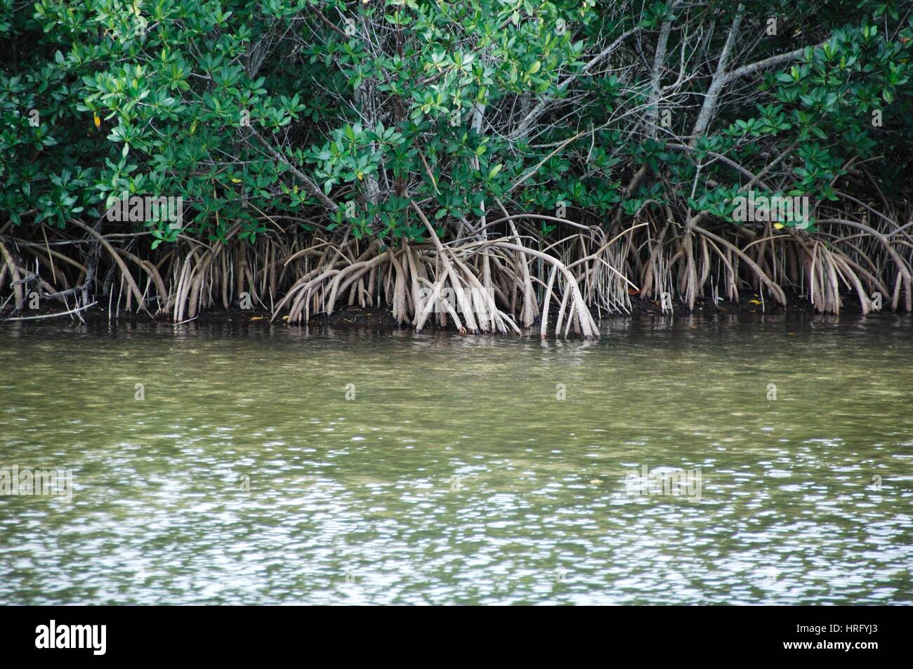 Ding Darling Park auf Sanibel Island in Florida Stockfoto