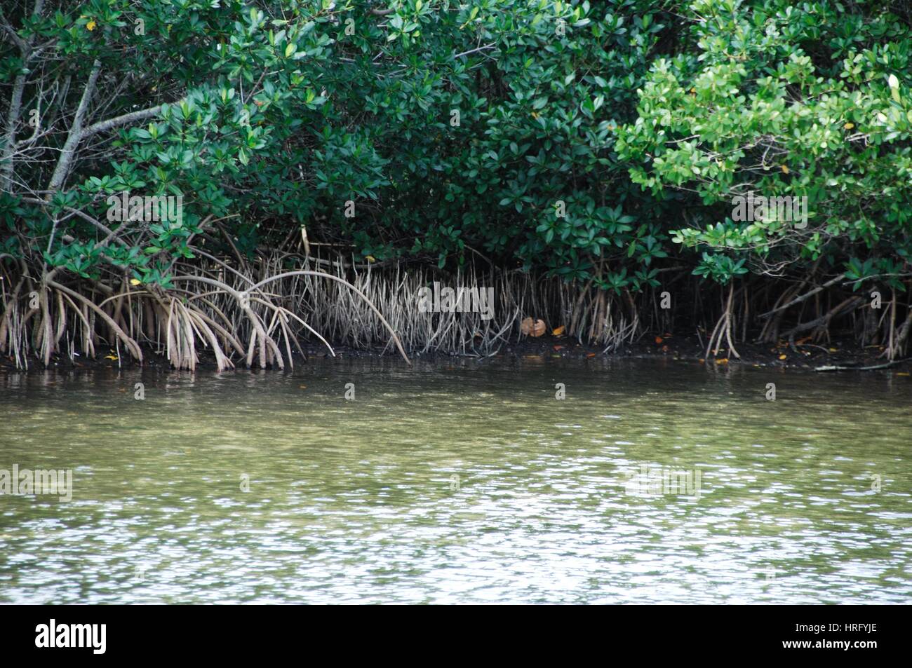 Ding Darling Park auf Sanibel Island in Florida Stockfoto