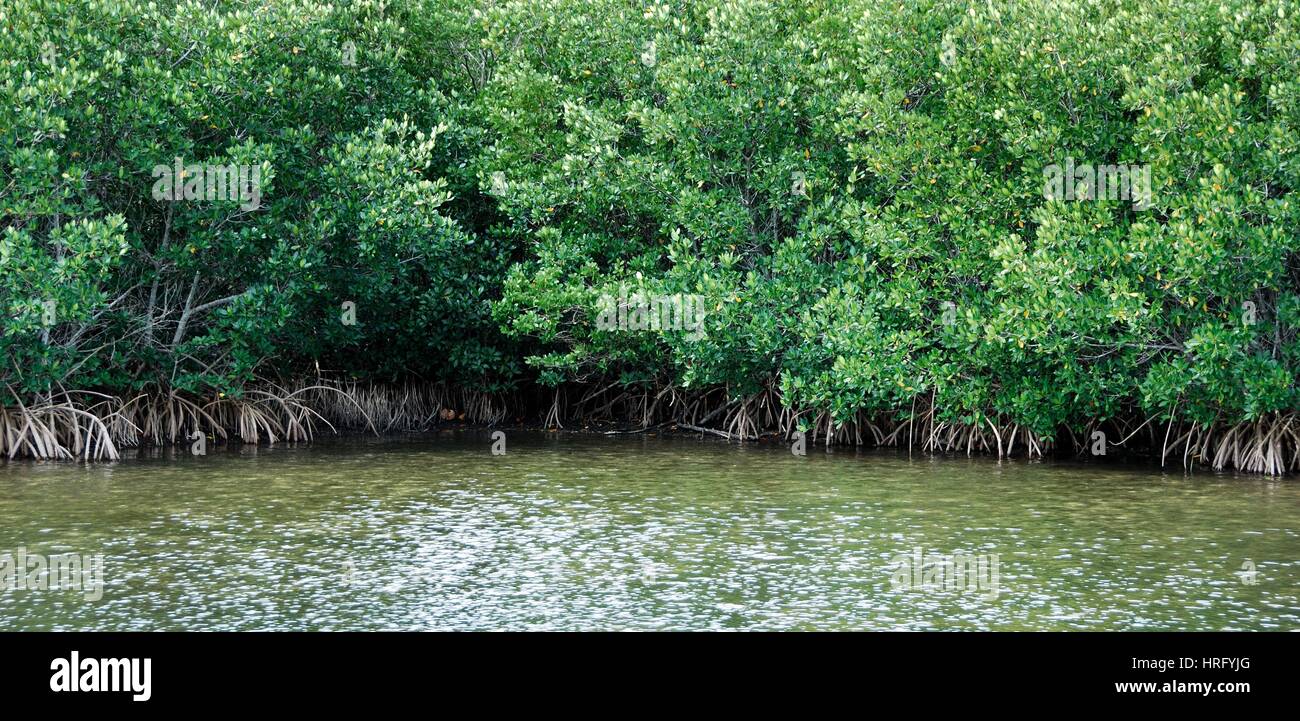 Ding Darling Park auf Sanibel Island in Florida Stockfoto