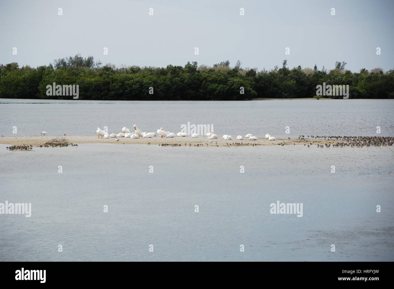 Ding Darling Park auf Sanibel Island in Florida Stockfoto