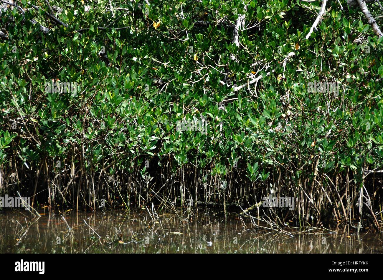 Ding Darling Park auf Sanibel Island in Florida Stockfoto