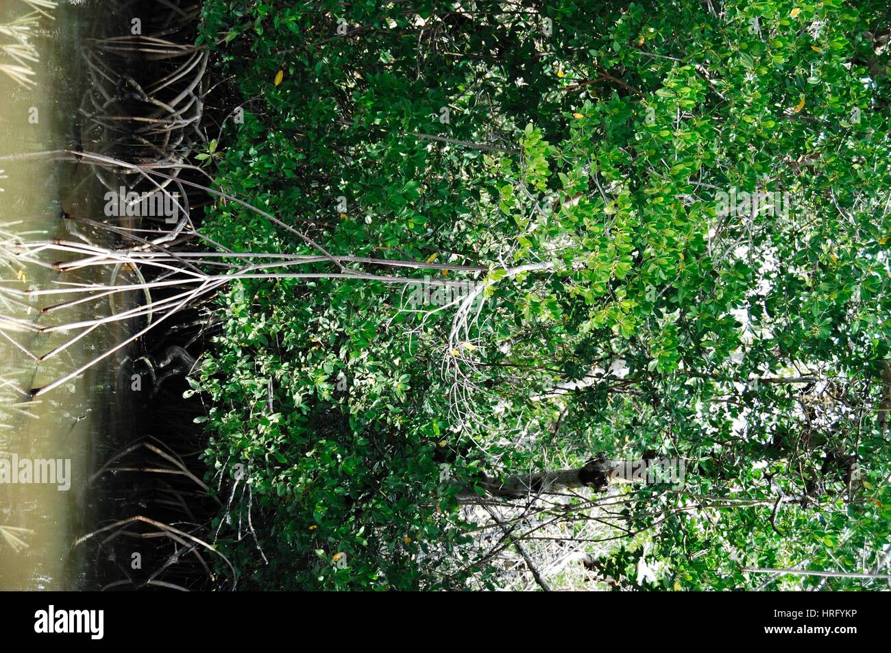 Ding Darling Park auf Sanibel Island in Florida Stockfoto