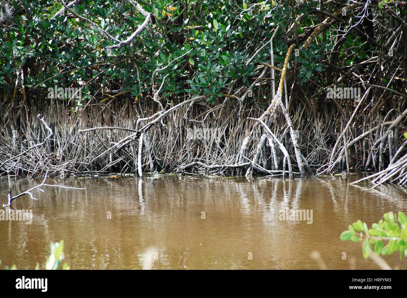 Ding Darling Park auf Sanibel Island in Florida Stockfoto