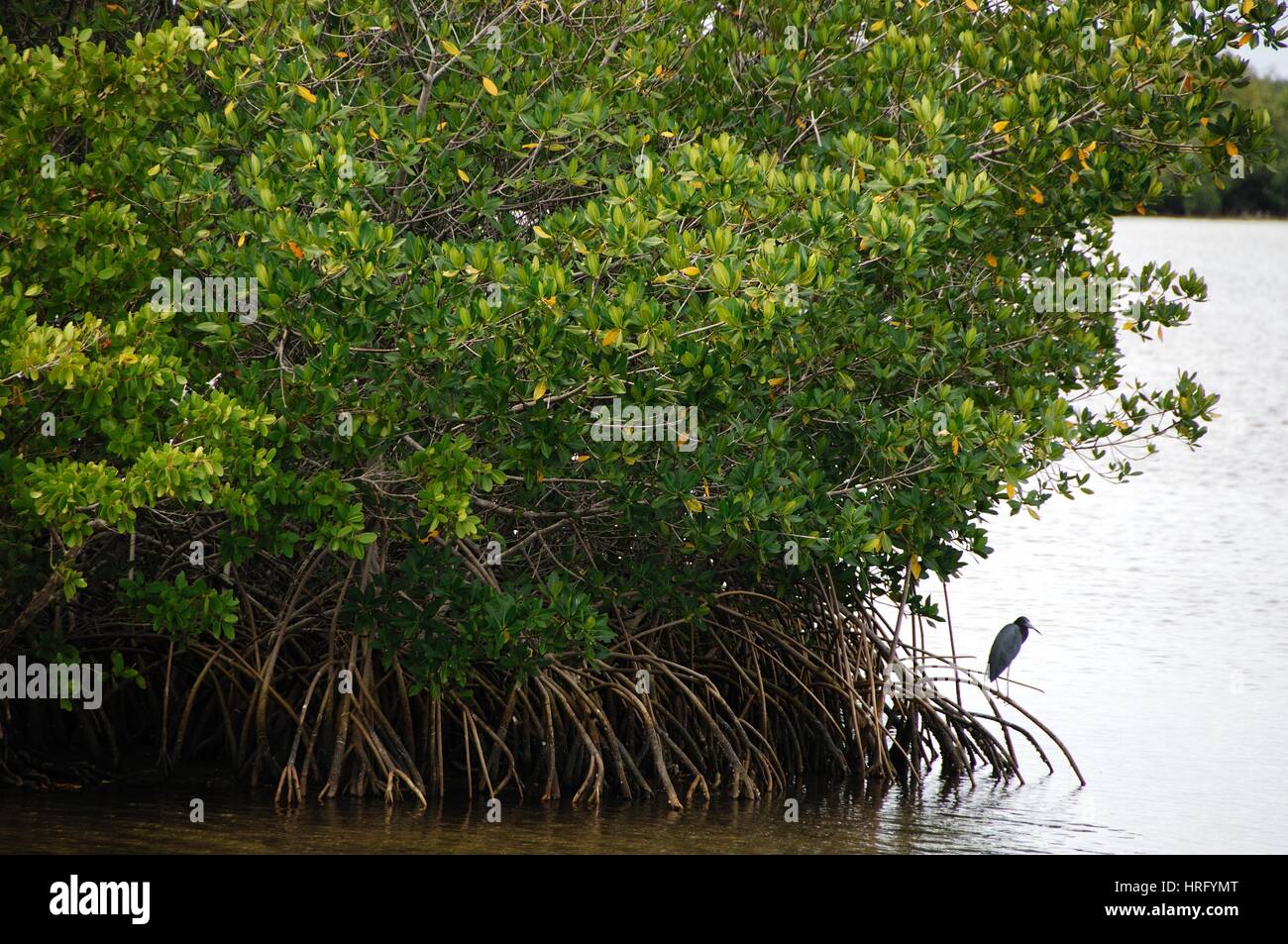 Ding Darling Park auf Sanibel Island in Florida Stockfoto
