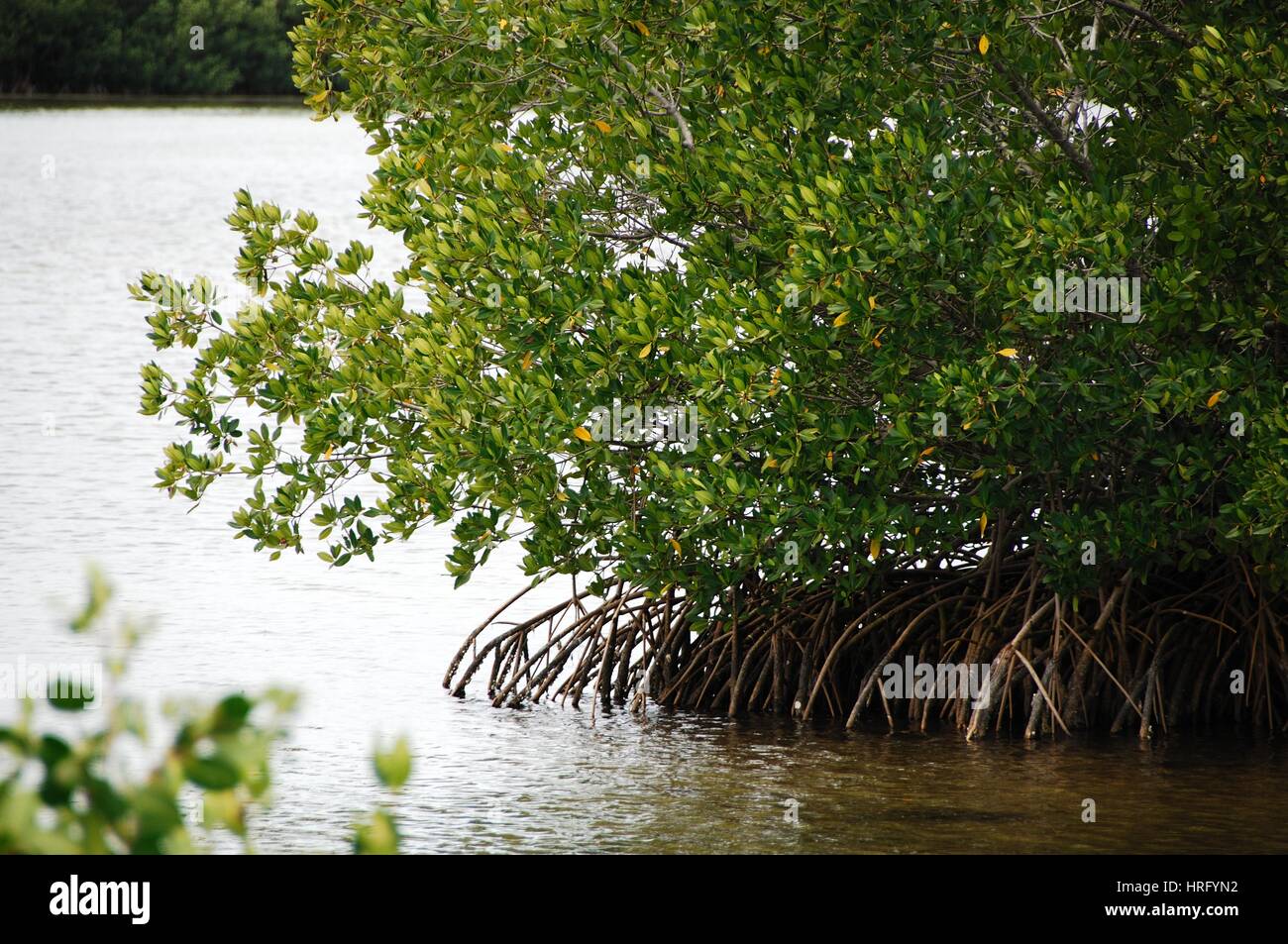 Ding Darling Park auf Sanibel Island in Florida Stockfoto