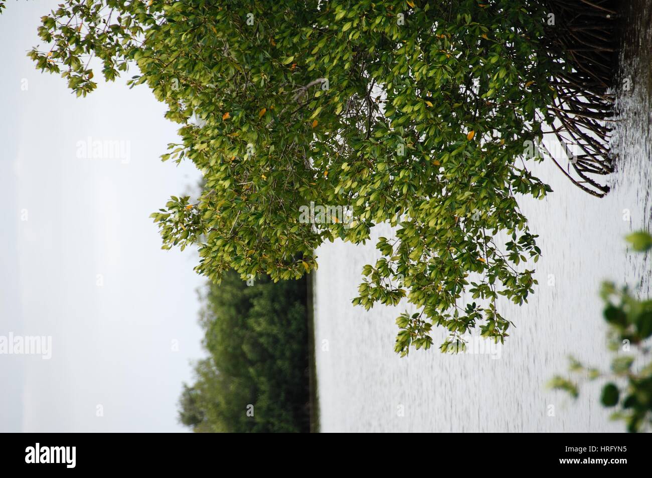Ding Darling Park auf Sanibel Island in Florida Stockfoto